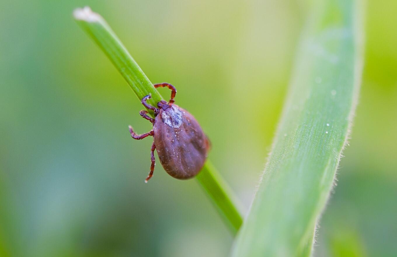 Recepta na boreliozę